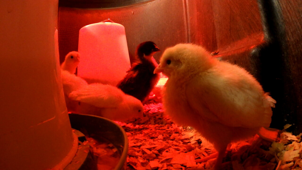 White Leghorn Chicks Playing and Pecking the Camera Video 3