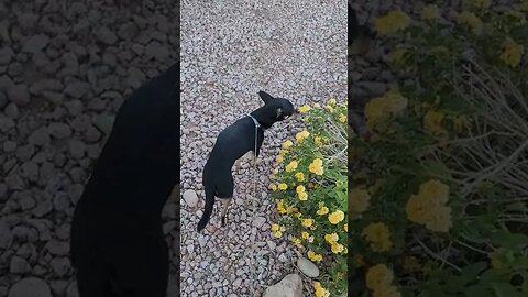 Snickers smelling flowers