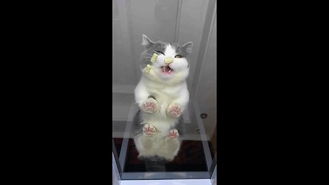 cat eating food