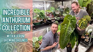 Amazing Anthurium Collection - Growing Grounds