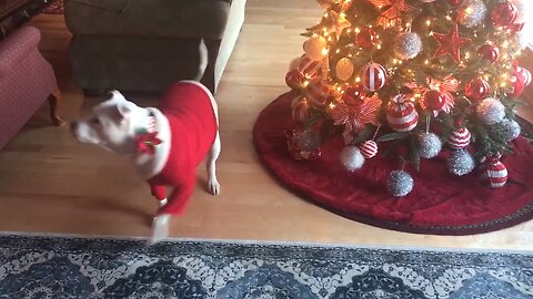 Rescue Pittie Opens her first Christmas Gift!