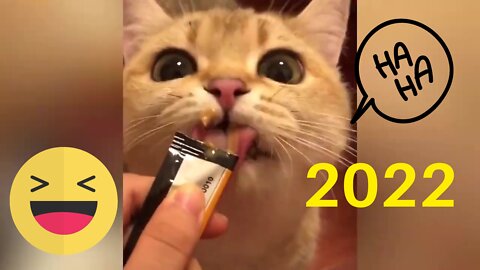 Best Of 2022 Funny Animal Videos