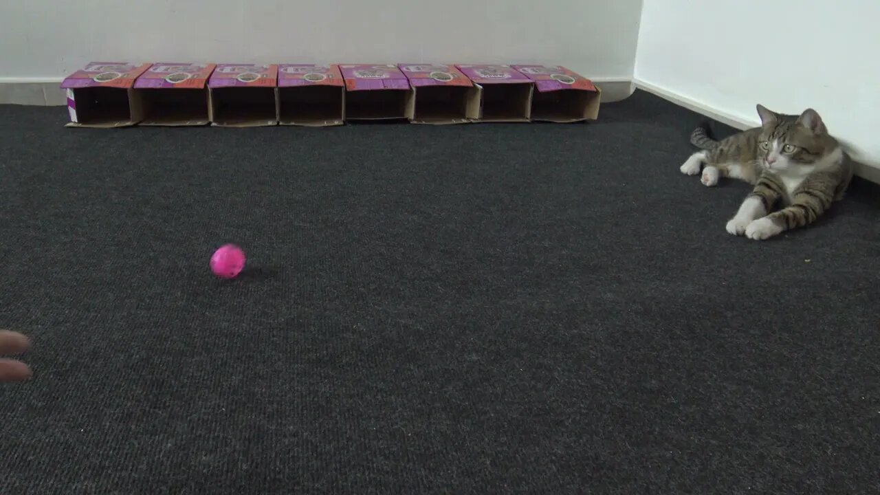 Cute Cat Plays with His Toy Mice and Balls