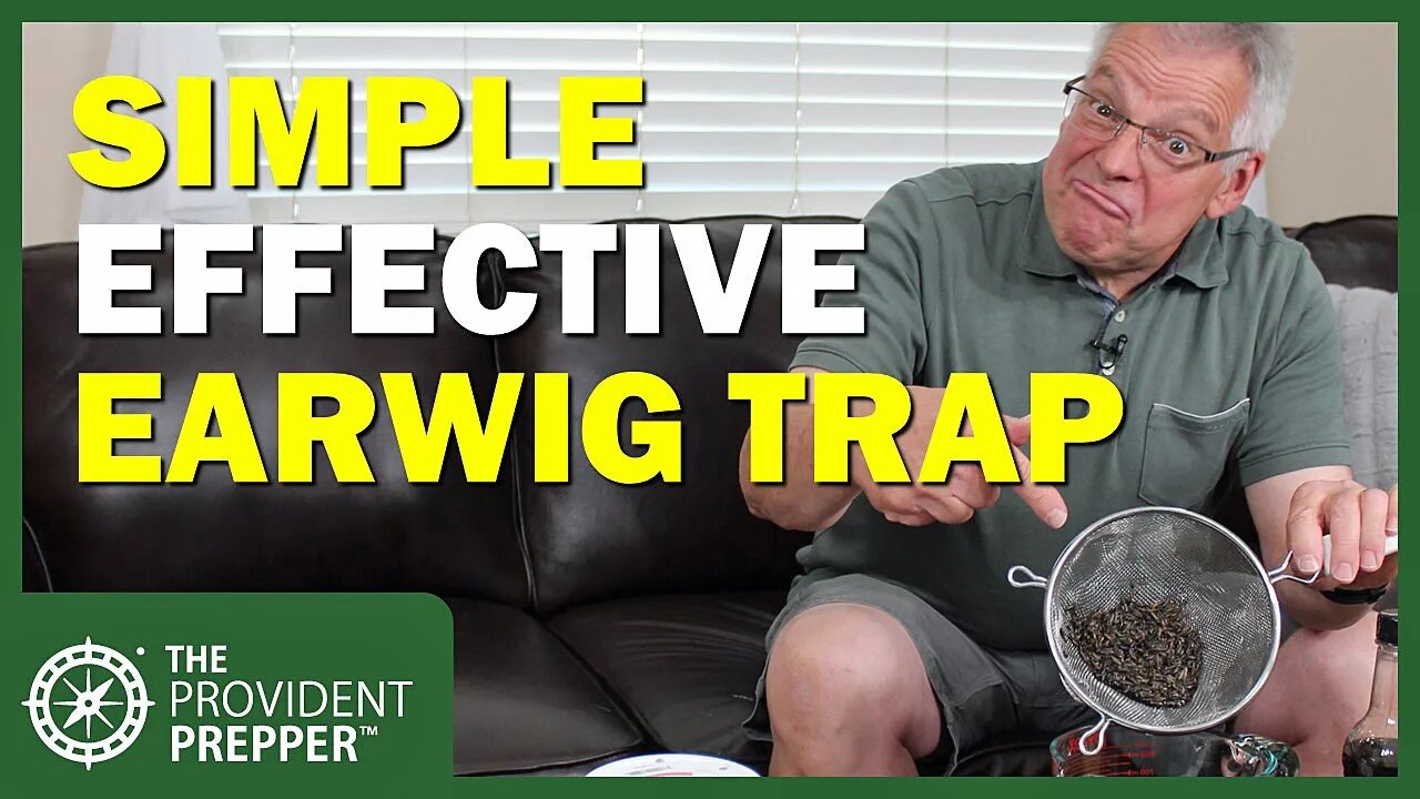 Simple Trap to Effectively Eliminate Earwigs in your Garden