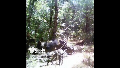 Family of Wild Hogs #trailcamera