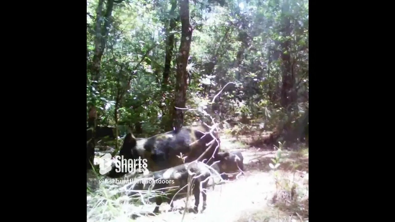 Family of Wild Hogs #trailcamera