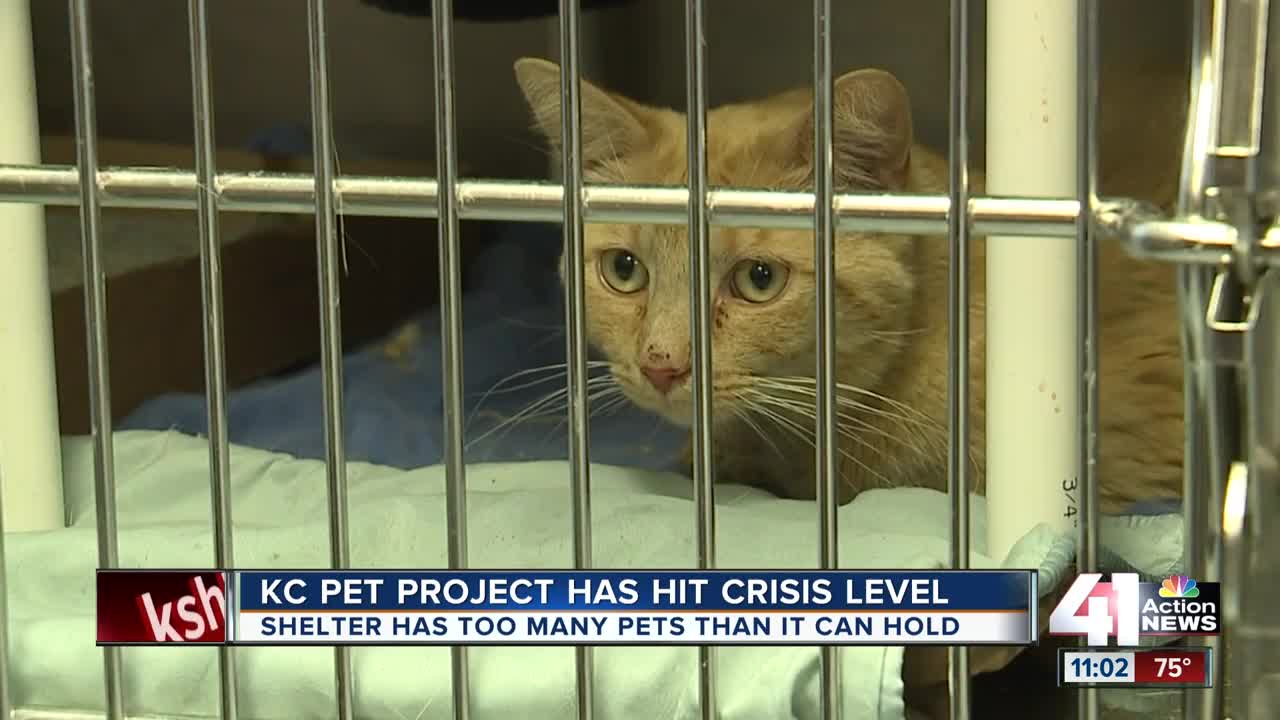 KC Pet Project shelter at 'crisis capacity,' offering $25 adoptions this weekend