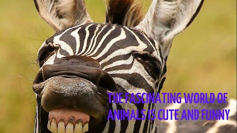 THE FASCINATING WORLD OF ANIMALS IS CUTE AND FUNNY