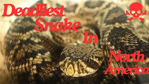 I'm a Snake Expert and I'm Telling You the DEADLIEST Snake in North America is Not What You Think!