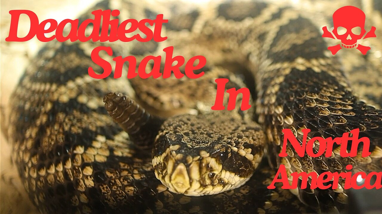 I'm a Snake Expert and I'm Telling You the DEADLIEST Snake in North America is Not What You Think!