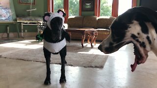 Black Great Dane Looks So Cute In Her Panda Halloween Costume