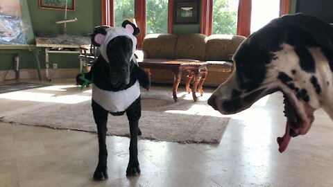 Black Great Dane Looks So Cute In Her Panda Halloween Costume