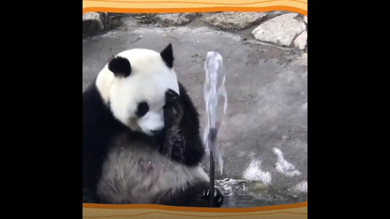 The giant panda tried very hard to block the water pipe