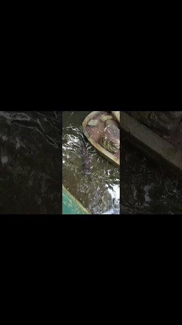 This Otter wants some attention 😁