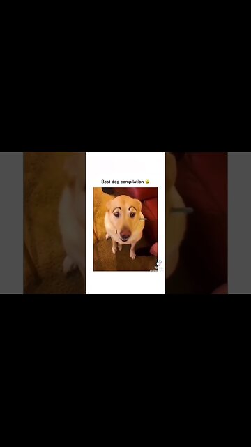 I Dare You Not to Laugh at These Funny Dogs! 😂🐶 | #funnydogs #laughchallenge