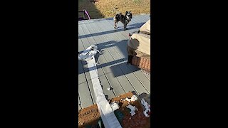 Toilet paper stealing pup gets caught red-handed