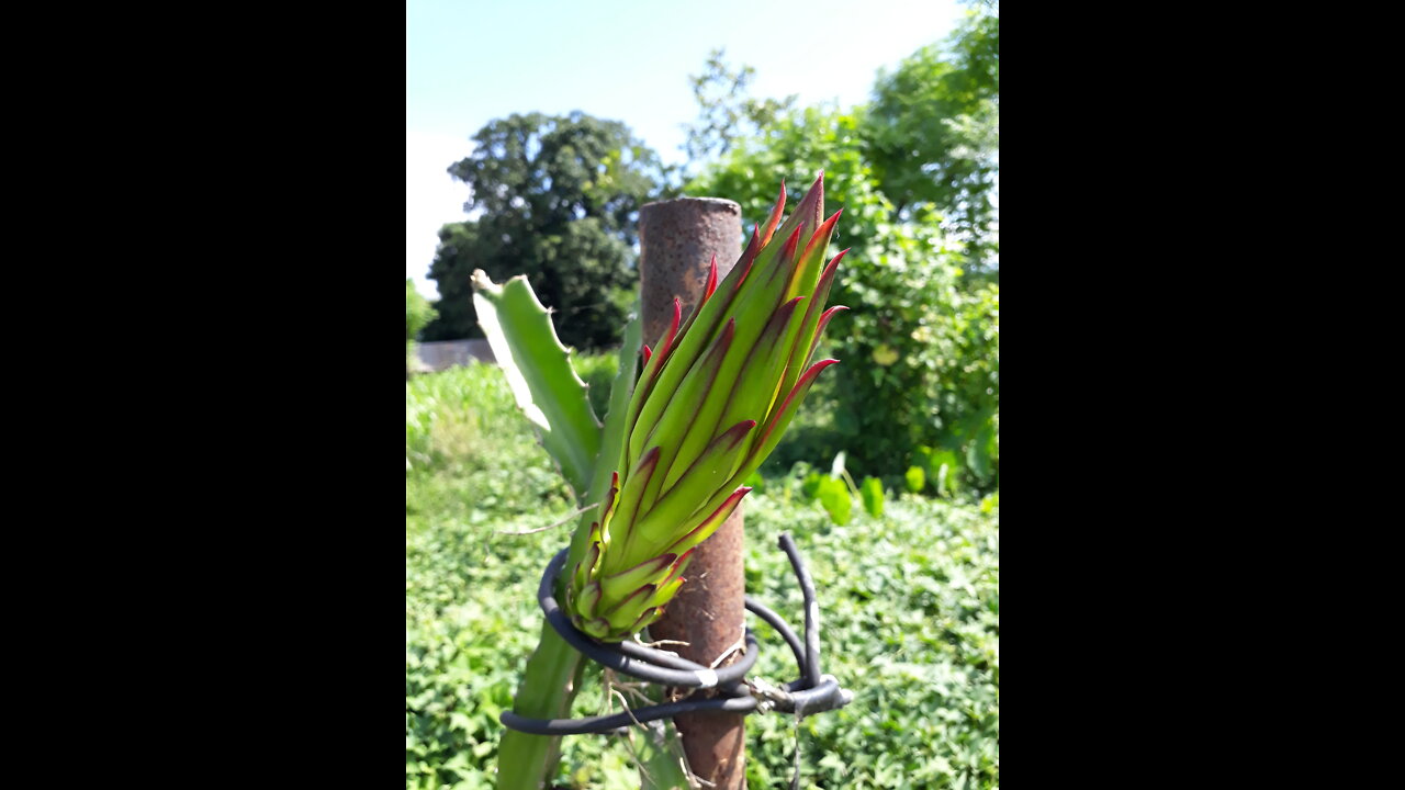 Dragon Fruit Started Flowering