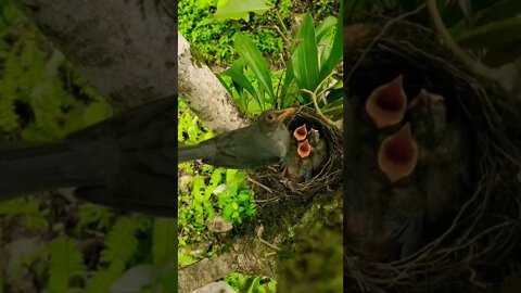 This is A best mather and baby bride Eat🦃🦜🐥🐣 time Beautiful moments #Shorts#youtubepets&_animals