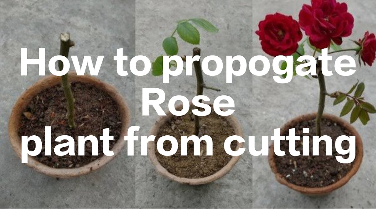 How to propogate Rosel pant from cuttings