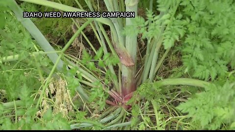 Poison Hemlock thriving in Idaho communities, posing threat to humans and animals