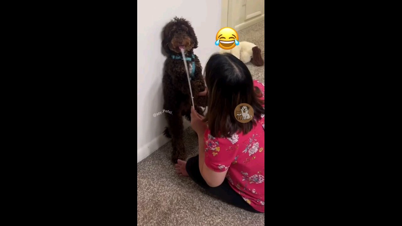 funny animals