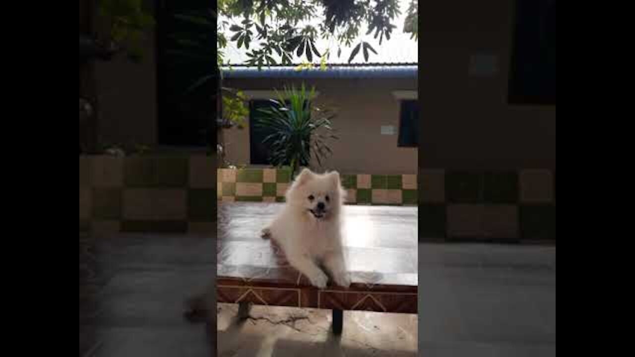 Smart animal, funny animals, smart dog, funny dog