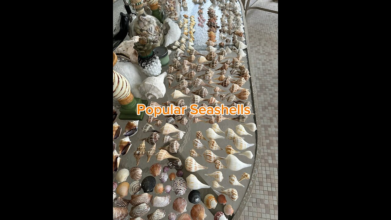 Popular Seashells Identification!