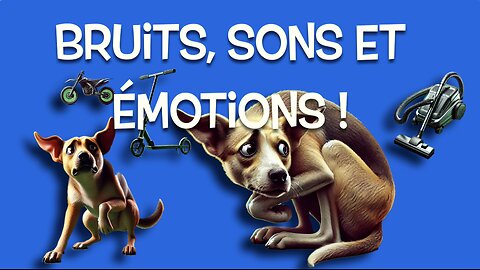 Ton chien à une phobie des bruits?