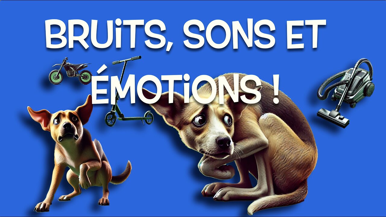 Ton chien à une phobie des bruits?