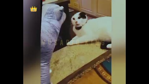 funny video