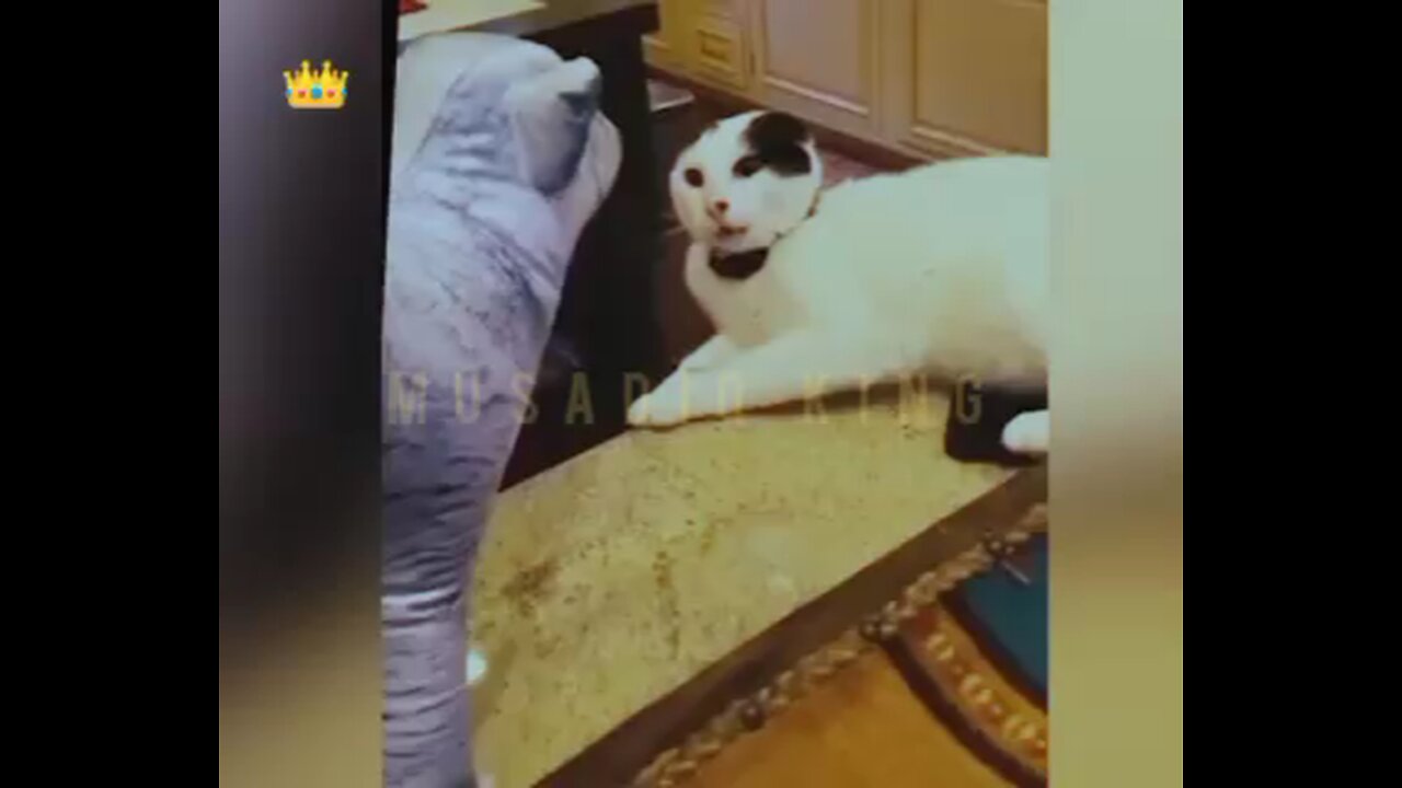 funny video