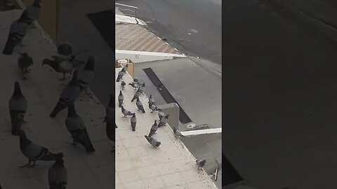 Pigeon's sitting area: Makkah