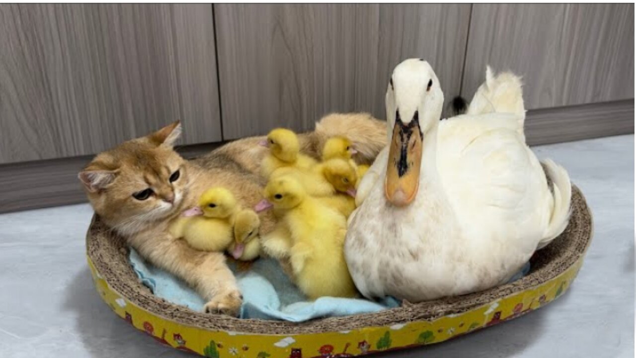 Quacking Up: Mother Duck's Quest to Find a Nanny Kitten for a Cozy Nap! 🐥😽 #AdorableDuo