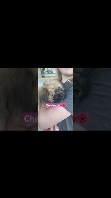 New love was in ths cards today right? #aceofcups #yorkie