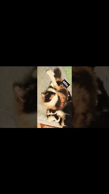 Persian Cats Video 2022 Persian Cats Zone 😸 #shorts #youtubeshorts #persiancats #max #oreo #milo