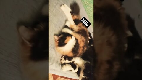 Persian Cats Video 2022 Persian Cats Zone 😸 #shorts #youtubeshorts #persiancats #max #oreo #milo