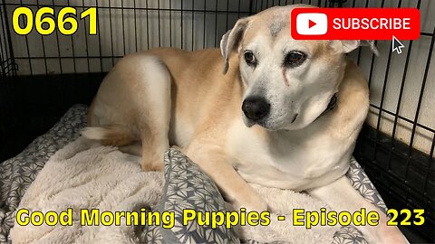 [0661] GOOD MORNING PUPPIES - EPISODE 223 [#dogs #doggos #doggies #puppies #dogdaycare]