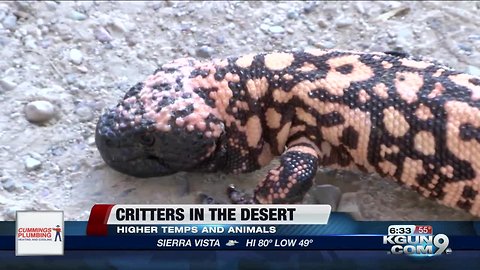 As temperatures rise, more critters in the desert may start coming out