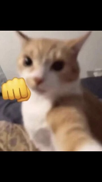 Curious Cats vs New Gadgets! 🐱📦