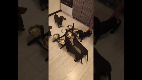 #shorts Смешные Собаки Из Тик Тока 99 Funny Dogs From Tiktok