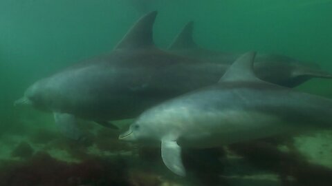 Young Dolphin Plays in the Open Waters | Puck's Story Part 5 | Dolphins of Shark Bay | BBC Earth