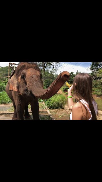 giving banana to elephant at the zoo