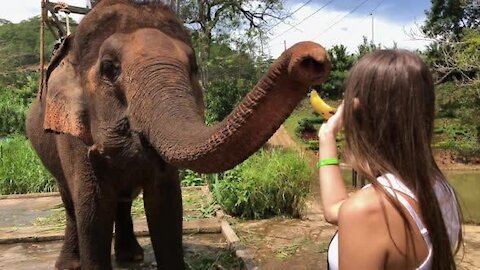 giving banana to elephant at the zoo