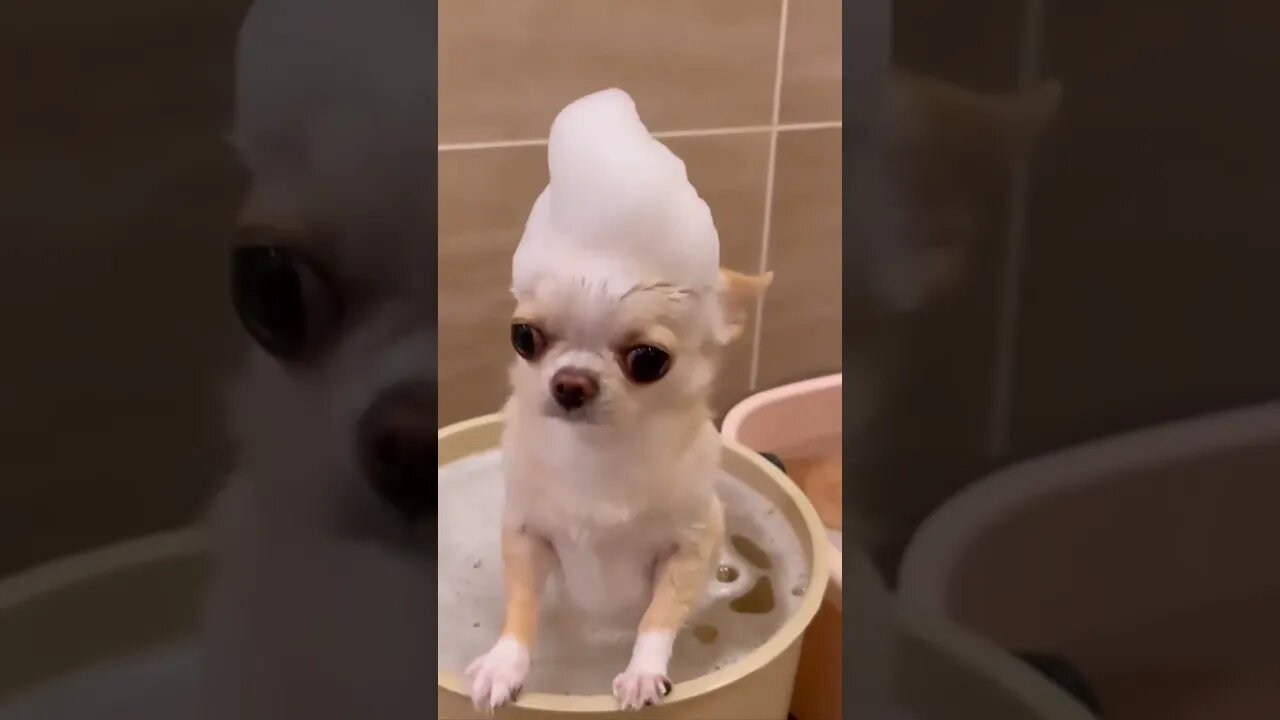 Get Ready to LOL with this Hilariously Adorable Puppy!