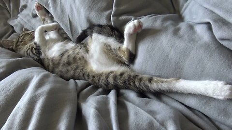 Adorable Kung Fu Cat