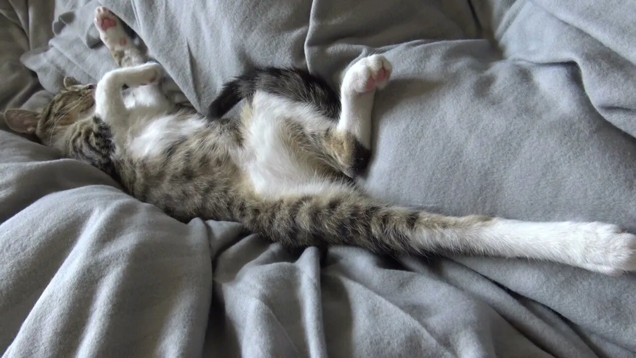 Adorable Kung Fu Cat