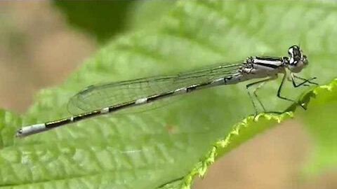 IECV NV #122 - 👀 The Mini Dragonfly On The Filbert Tree 10-13-2015