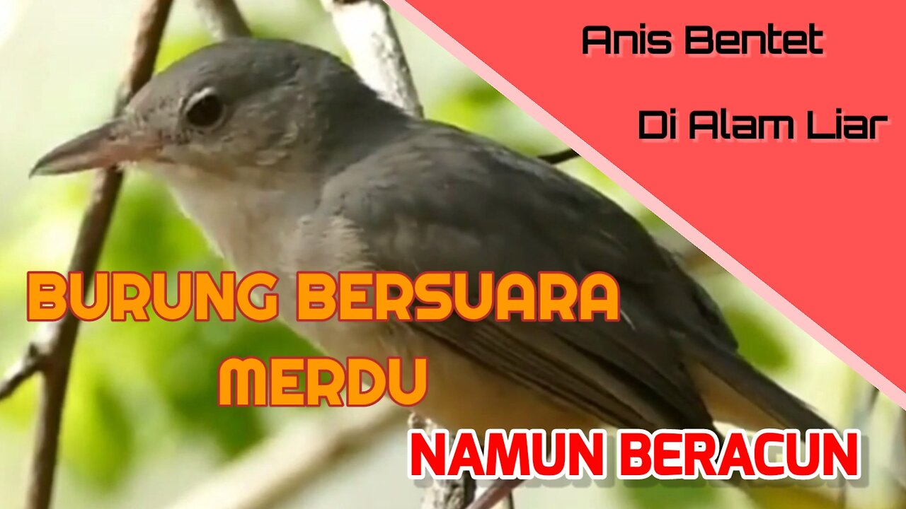 Burung kicau anis bentet di alam liar