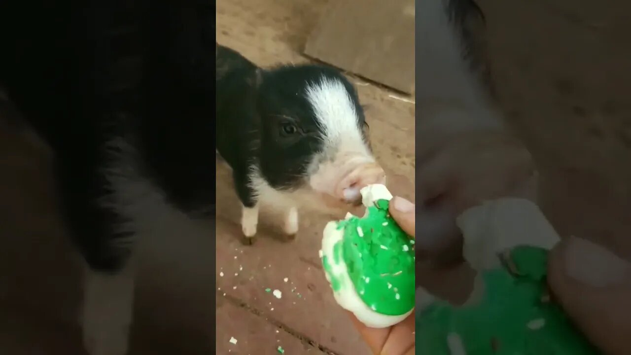 Bean demands a sugar cookie!!