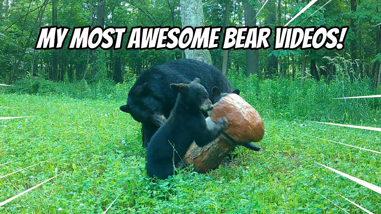 Black Bears can act almost human!